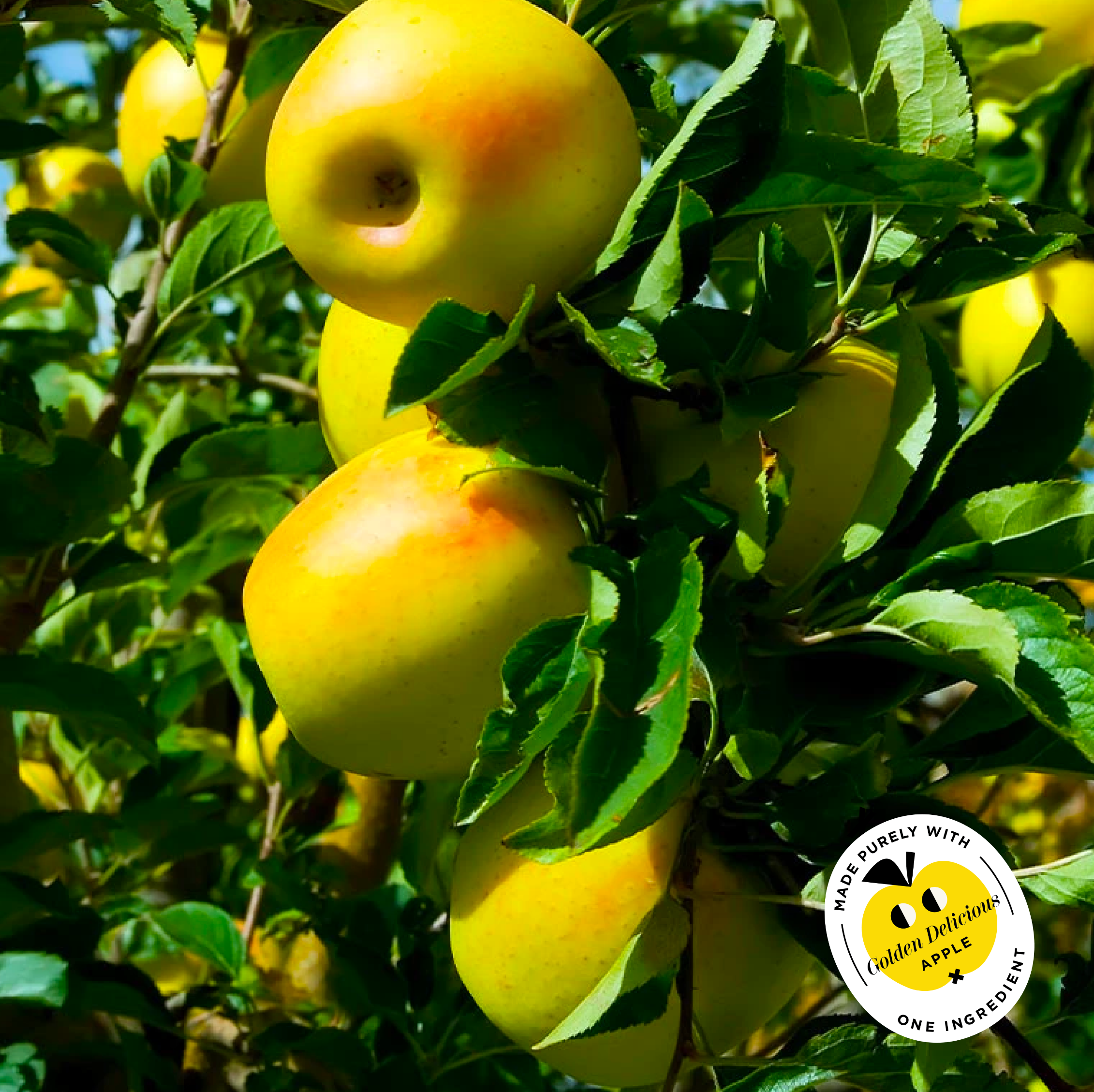 Golden Delicious Apple Cider